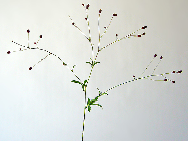 2011年9月、われもこうの植物写真（菅野草苑さん撮影）