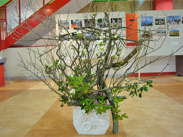 2013年12月13日金曜日、福島県郡山市・菅野草苑さんの作品