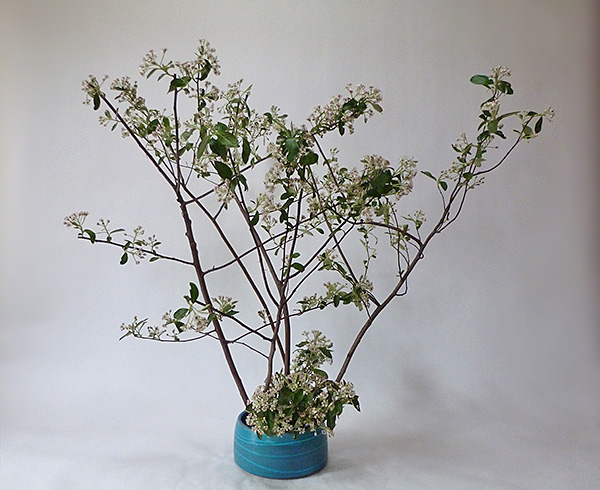 2014年5月9日金曜日、福島県郡山市・菅野草苑（かんのそうえん）教室で学ぶ菅野草苑さんの作品