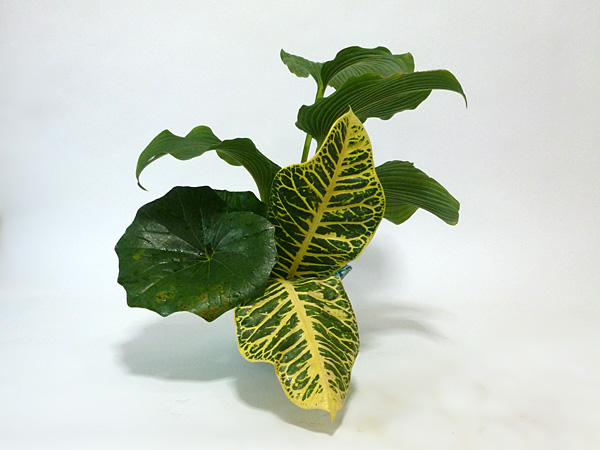 2014年10月14日火曜日、福島県郡山市・菅野草苑（かんのそうえん）教室で学ぶ七海彩夏さんの作品