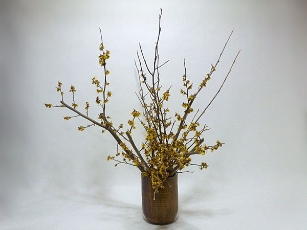 2017年3月20日月曜日、福島県郡山市・菅野草苑（かんのそうえん）さんの作品
