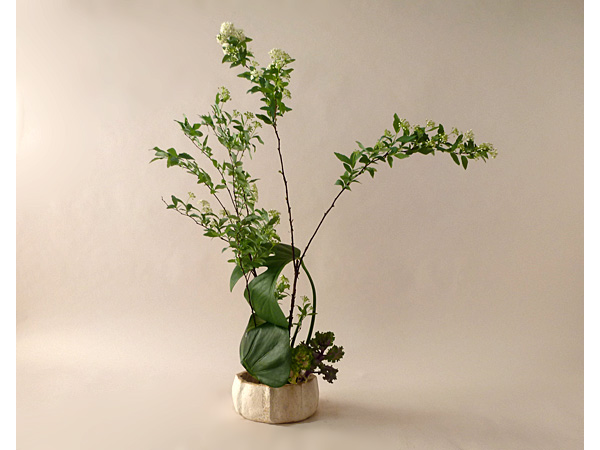 2021年3月5日金曜日、福島県郡山市・菅野草苑（かんのそうえん）さんの作品