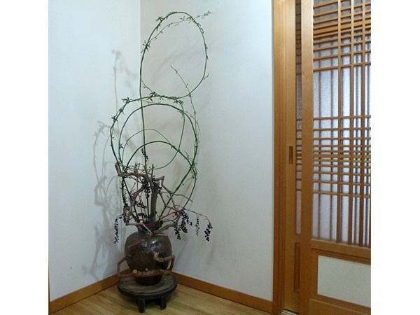 2025年12月12日金曜日、福島県・菅野草苑さんの作品