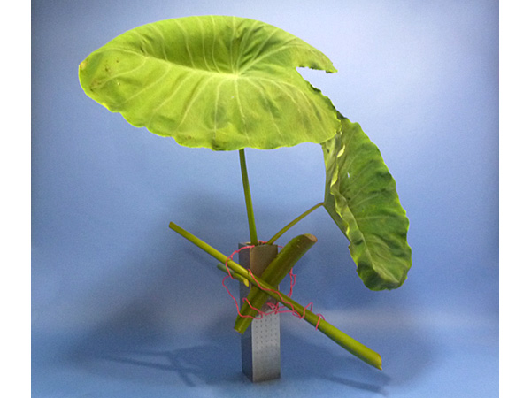 2025年10月9日木曜日、福島県・円谷尤草さんの作品