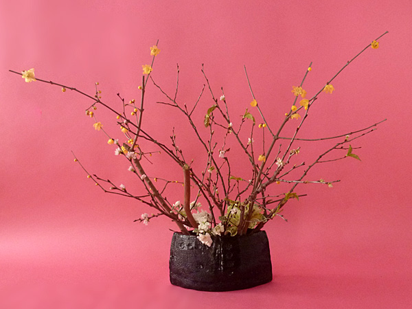 2026年2月13日金曜日、福島県郡山市・菅野草苑（かんのそうえん）さんの作品