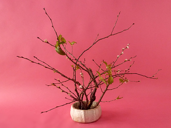 2026年2月20日金曜日、福島県郡山市・菅野草苑（かんのそうえん）さんの作品